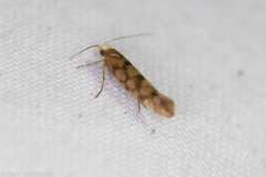 Argyresthia alternatella