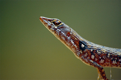 Two-Faced Neusticurus photo 2