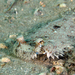 Eyed Flounder - Photo (c) Kevin Bryant, some rights reserved (CC BY-NC-SA)