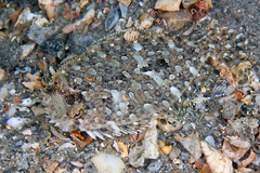 Eyed Flounder photo 2