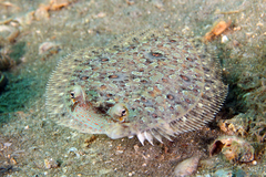 Eyed Flounder photo 4