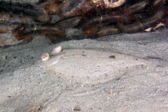Eyed Flounder photo 5