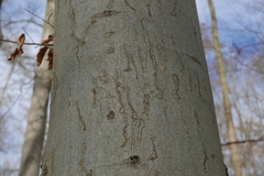 Zimmermannia liebwerdella