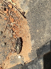 Chalcophora georgiana