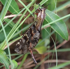 Palparini