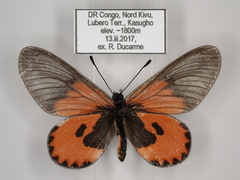 Acraea eltringhami
