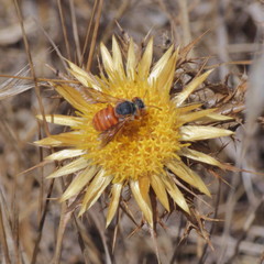 Icteranthidium ferrugineum