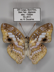 Euptera elabontas elabontas
