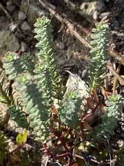 Euphorbia foliosa