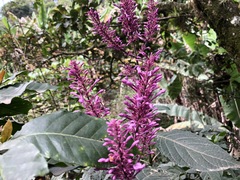 Odontonema callistachyum