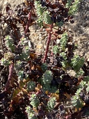 Euphorbia foliosa