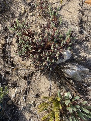 Euphorbia foliosa
