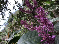 Odontonema callistachyum
