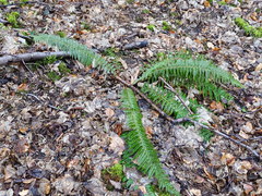 Polystichum aculeatum