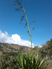 Furcraea