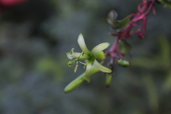 Passiflora viridiflora