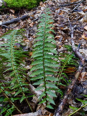 Polystichum aculeatum