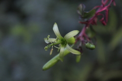 Passiflora viridiflora