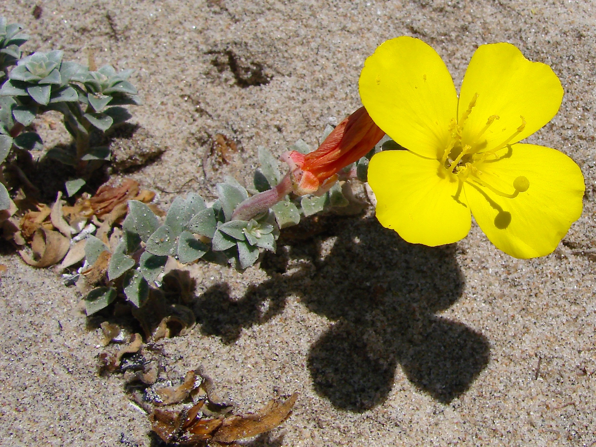 Camissoniopsis cheiranthifolia