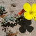 Flor de Primavera de la Playa - Photo (c) randomtruth, algunos derechos reservados (CC BY-NC-SA)