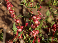 Rumex pictus