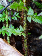 Polystichum aculeatum