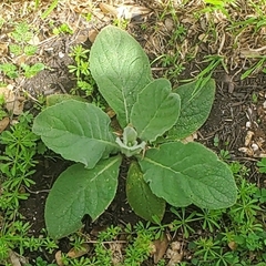 Verbascum thapsus