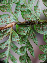Polystichum aculeatum