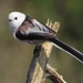 Long-tailed Tit - Photo (c) Luca Boscain, some rights reserved (CC BY-NC), uploaded by Luca Boscain