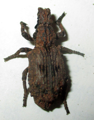Microcerinae