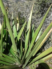 Furcraea