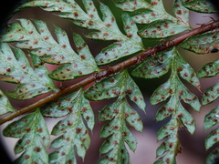 Polystichum aculeatum