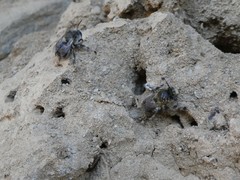 Anthophora