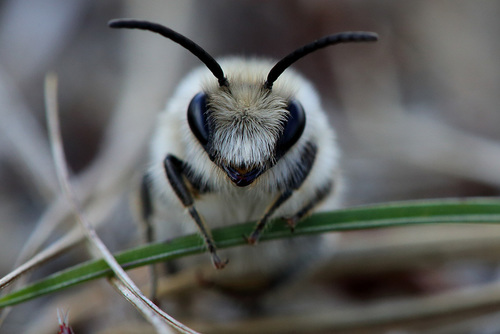 Early Cellophane Bee, photo 8 of 8