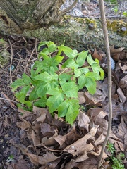 Angelica archangelica