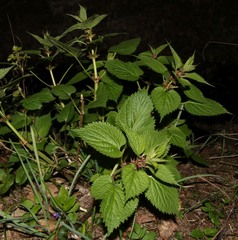 Lamium orvala