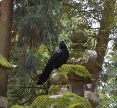 Corvus macrorhynchos