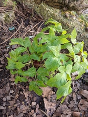 Angelica archangelica