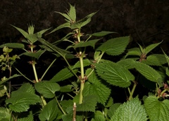 Lamium orvala