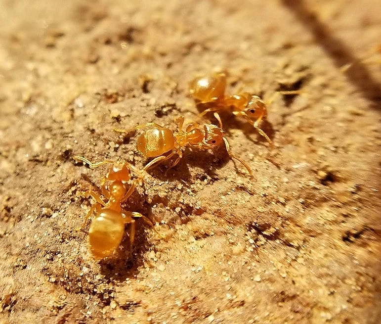 Lasius sitiens
