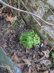 Angelica archangelica