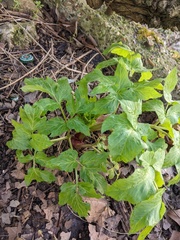 Angelica archangelica