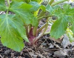 Angelica archangelica