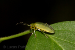 Chlorolochmaea paralella