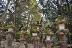 Corvus macrorhynchos