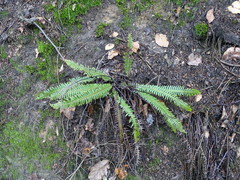 Struthiopteris spicant