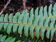 Struthiopteris spicant