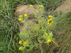 Berkheya onopordifolia