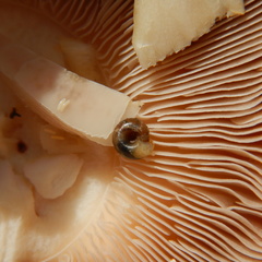 Euconulus