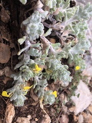 Ajuga bombycina